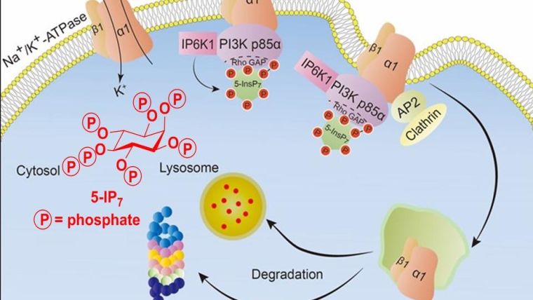 Inositol hexakisphosphate kinase 1 associates with PI 3-kinase PI3K p85α and generates a local pool of 5-InsP7, which binds the RhoGAP domain of PI3K p85α. 5-InsP7 Binding disinhibits the PI3K p85α interaction with Na⁺/K⁺-ATPase-α1, recruiting AP2 that mediates clathrin-mediated endocytosis leading to downstream degradation of Na⁺/K⁺-ATPase-α1. The structure of 5-InsP7 is illustrated.