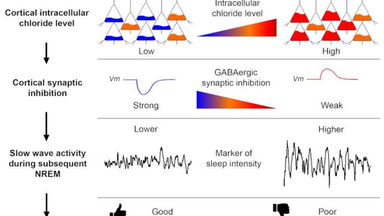 Wakefulness causes an increase in intracellular chloride level in the cortex. This weakens synaptic inhibition and leads to markers of "tiredness" including high slow wave activity and drops in performance level