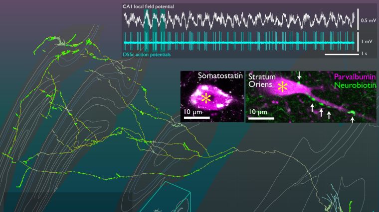 Co-ordinated neuronal activity is intrinsically linked with behaviour and malfunction of neuronal coordination results in psychiatric and neurological disorders. Timing is crucial for neuronal integration including events lasting from milliseconds up to several seconds. Much of the neuronal activity is rhythmic in the brain, as rhythmicity facilitates local and global interactions and enables the representation of temporal sequences.