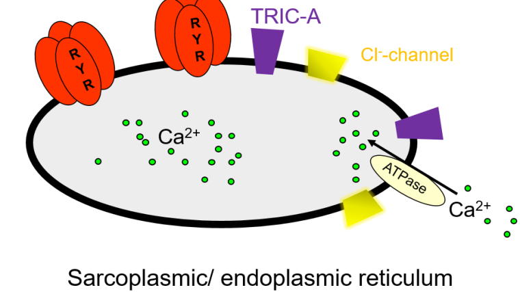 The release of Ca2+ from intracellular stores is of fundamental importance in cell biology, initiating and regulating a wide variety of cellular functions including muscle contraction, fertilisation, cell division and neurotransmitter release. The focus of our laboratory is the study of intracellularly located ion-channels, particularly in regard to cardiac physiology and disease.